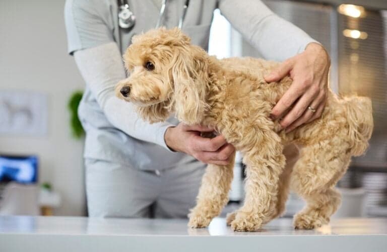 What Is The Leading Cause Of Death In Poodles?