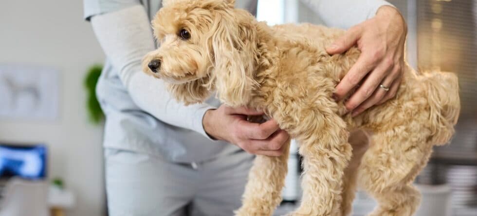 What Is The Leading Cause Of Death In Poodles?