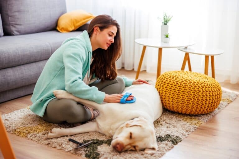 What Months Do Labs Shed The Most?