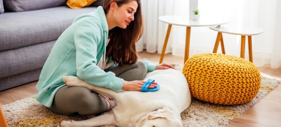 What Months Do Labs Shed The Most?