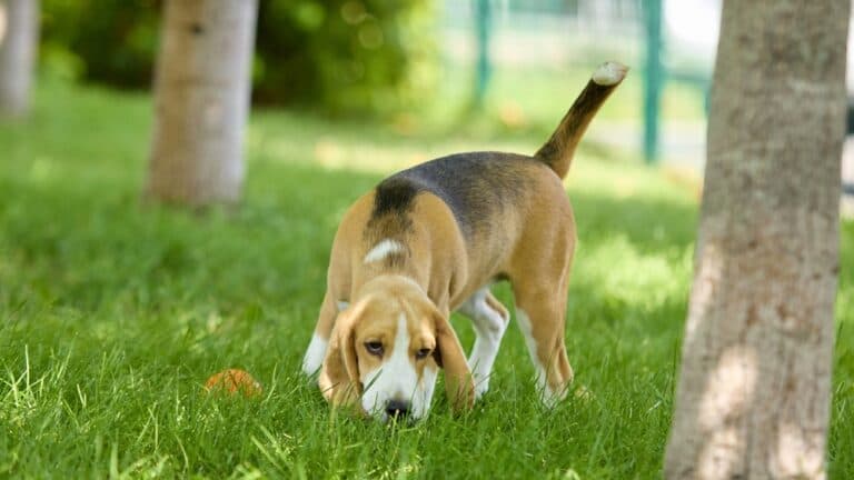 What Smells Do Beagles Hate?
