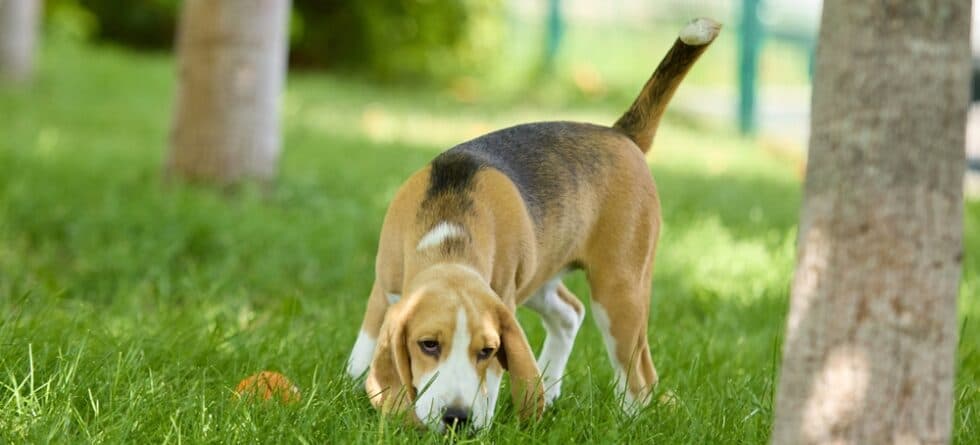 What Smells Do Beagles Hate?