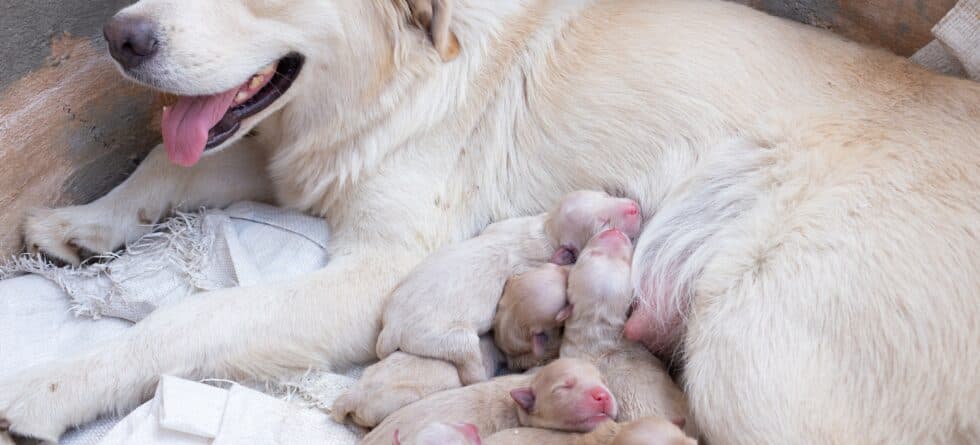 What’s The Best Age For Puppies To Leave Their Mother?