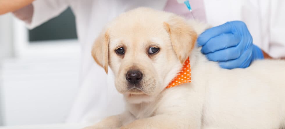 When Should Puppies Receive Their First Shots?