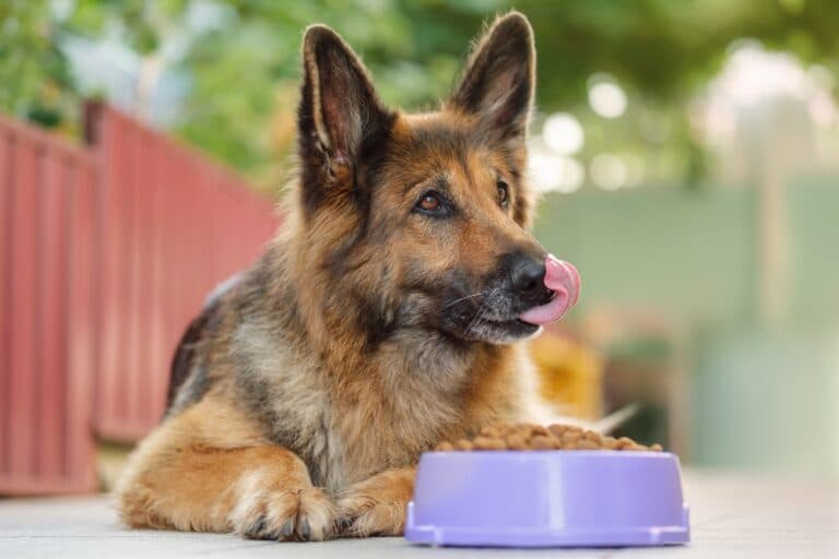 Which Feed Is Best For A German Shepherd?