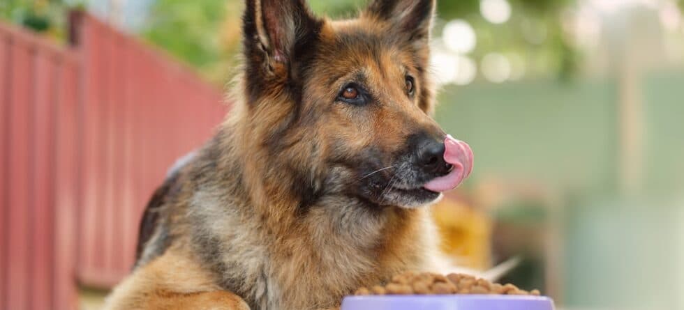 Which Feed Is Best For A German Shepherd?