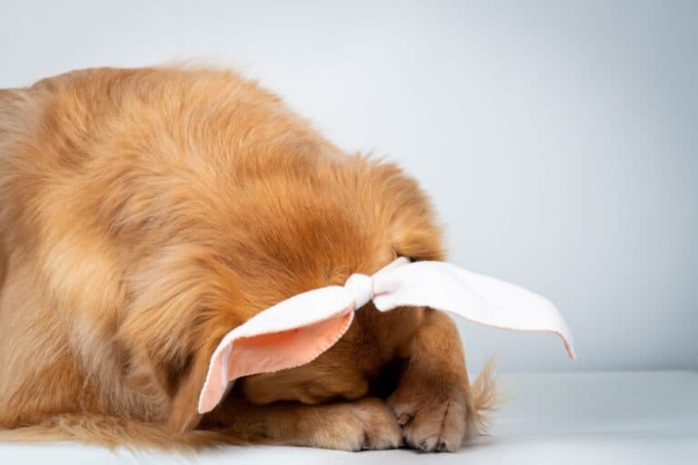 Why Do Golden Retrievers Hide Their Face?