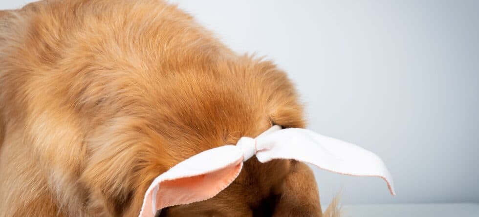 Why Do Golden Retrievers Hide Their Face?