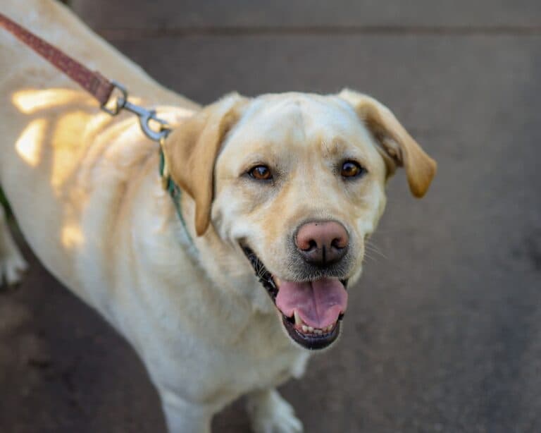 Why Do Golden Retrievers Stare At You?