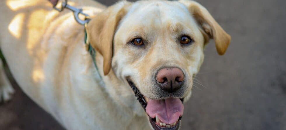 Why Do Golden Retrievers Stare At You?