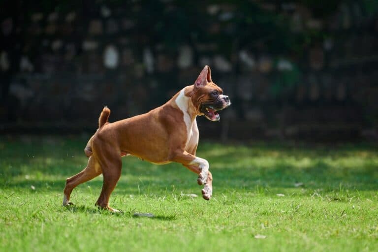 Why Is My Boxer Dog Panting?