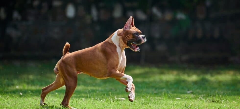 Why Is My Boxer Dog Panting?