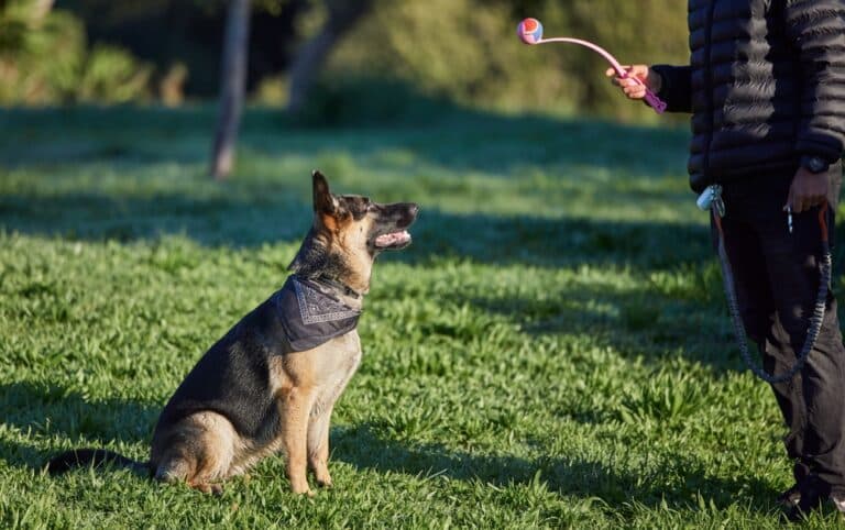 Would A German Shepherd Bite Its Owner?