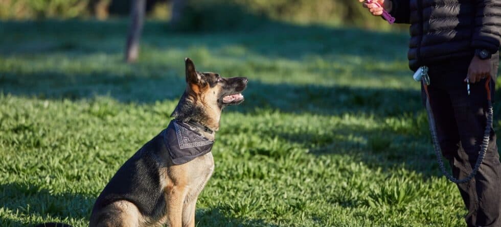 Would A German Shepherd Bite Its Owner?