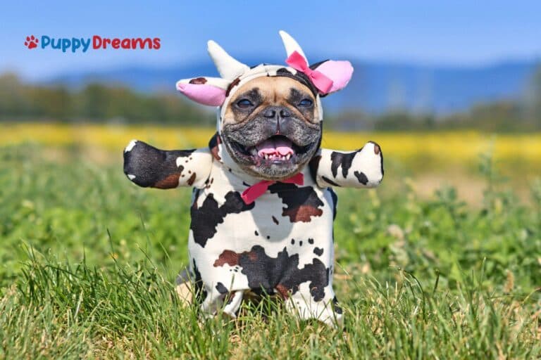 Halloween Dog Costumes That Get The Most Laughs