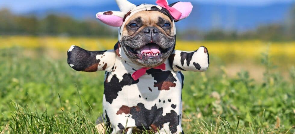 Halloween Dog Costumes That Get The Most Laughs