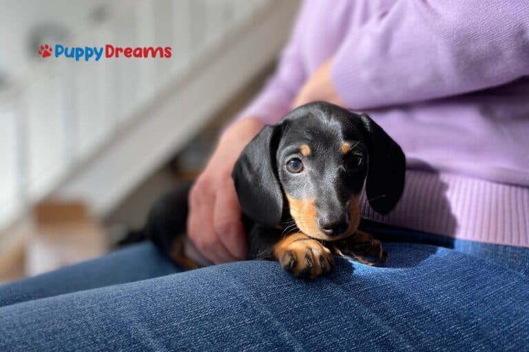 Best Lap Dog Breeds For You and Your Home Life?