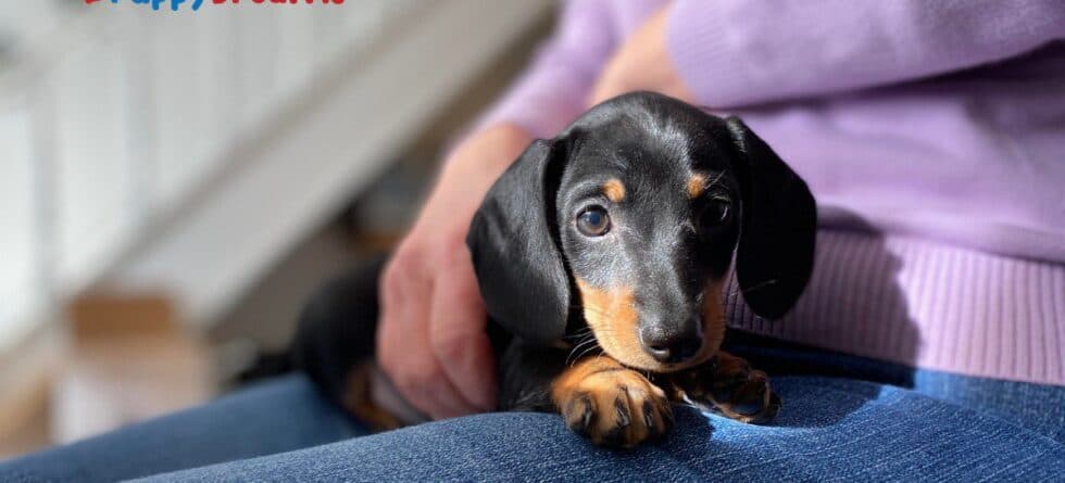 Best Lap Dog Breeds For You and Your Home Life?