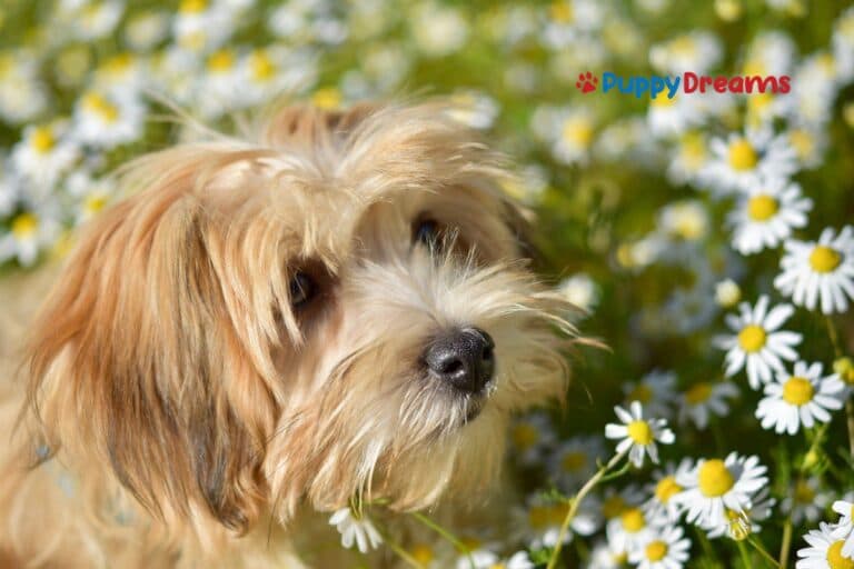 Calm Small Dog Breeds That Do Well In Quiet Homes?