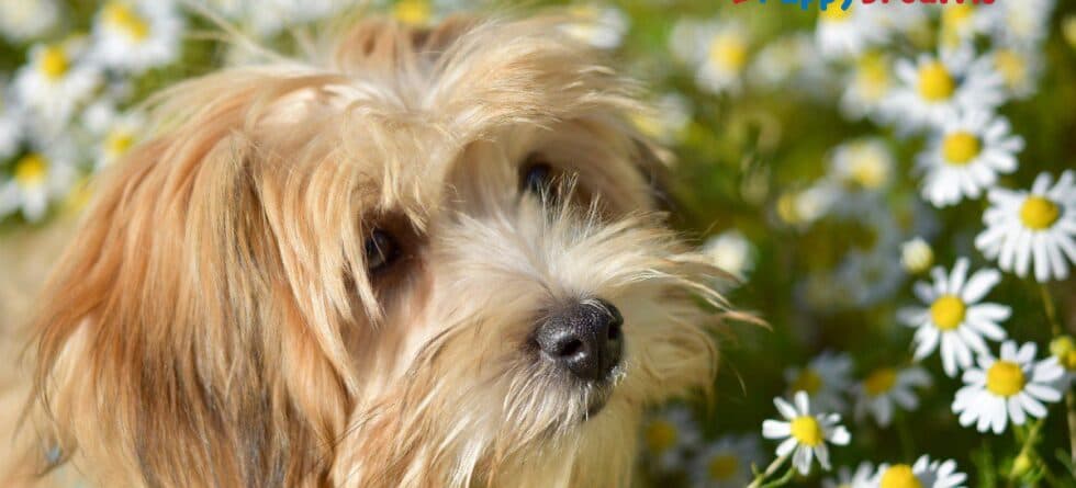Calm Small Dog Breeds That Do Well In Quiet Homes?