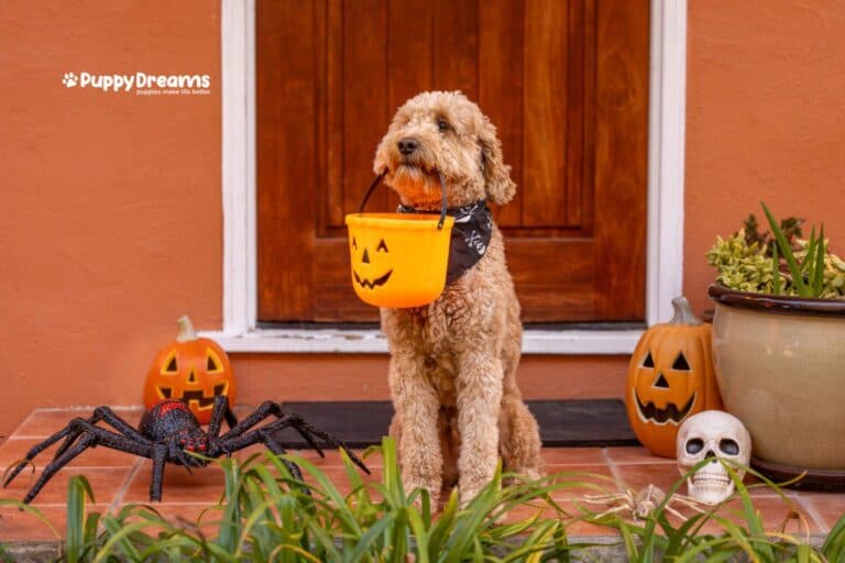 Don’t Let Halloween Spook Your Dog: Safety Tips Every Pet Parent Needs