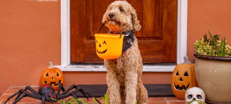 Don’t Let Halloween Spook Your Dog: Safety Tips Every Pet Parent Needs