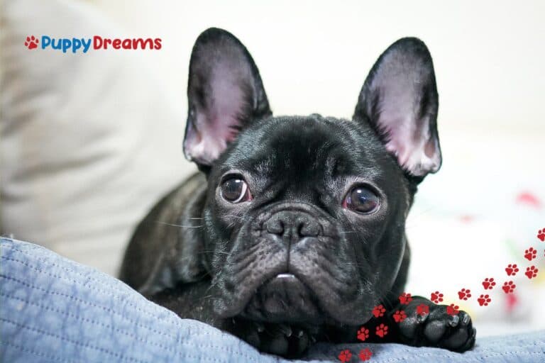Dog Breeds for Apartments: Which Ones Are Truly Suitable for Small Homes?