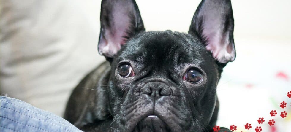 Dog Breeds for Apartments: Which Ones Are Truly Suitable for Small Homes?