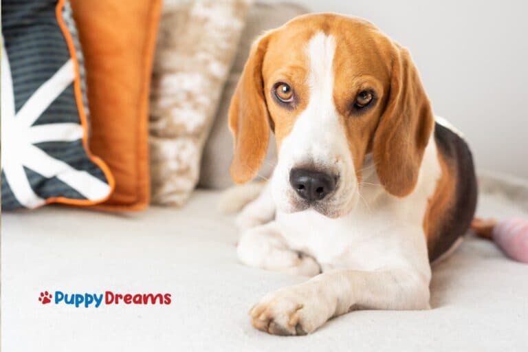 Medium-Sized Dogs for Apartments: What is the Perfect Fit for You?