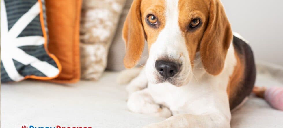 Medium-Sized Dogs for Apartments: What is the Perfect Fit for You?