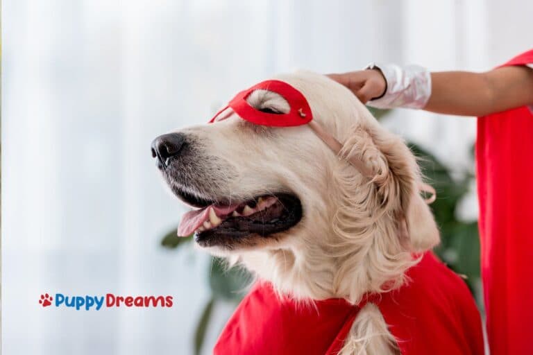 Matching Dog and Owner Costumes Done Right