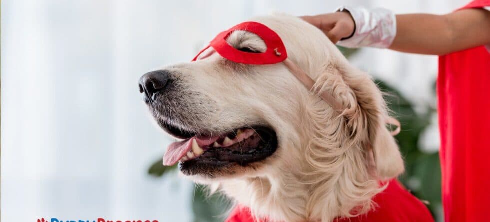 Matching Dog and Owner Costumes Done Right