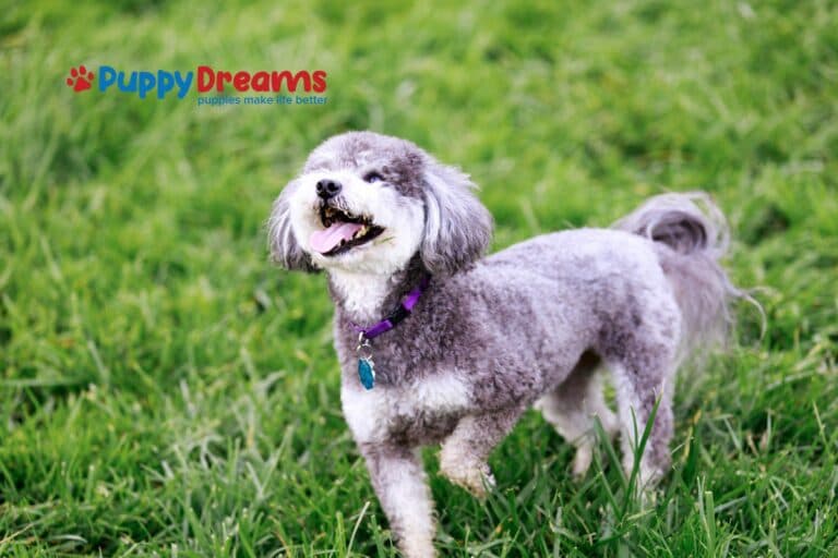 Are Low-Shedding Medium-Sized Dog Breeds Good for Your Home?