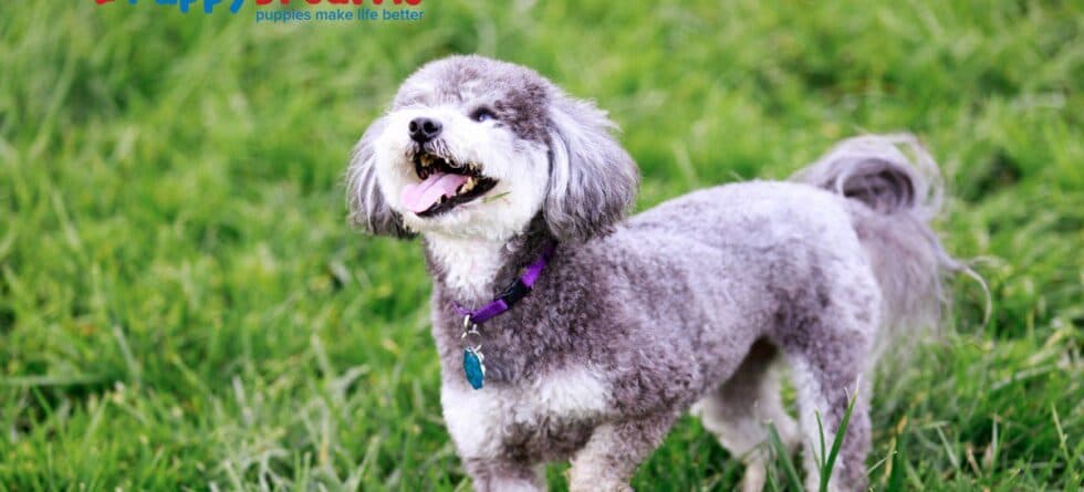 Are Low-Shedding Medium-Sized Dog Breeds Good for Your Home?