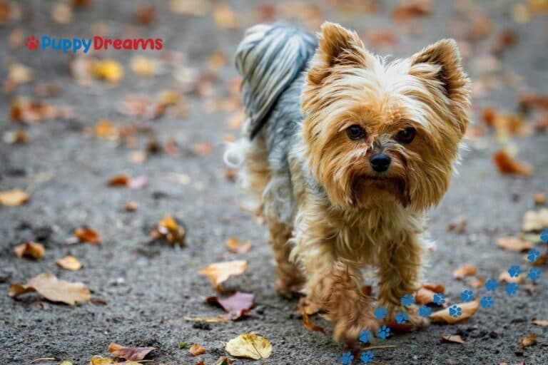 Best Hypoallergenic Lap Dogs for Allergy Sufferers?