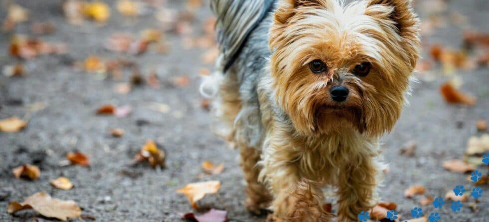 Best Hypoallergenic Lap Dogs for Allergy Sufferers?