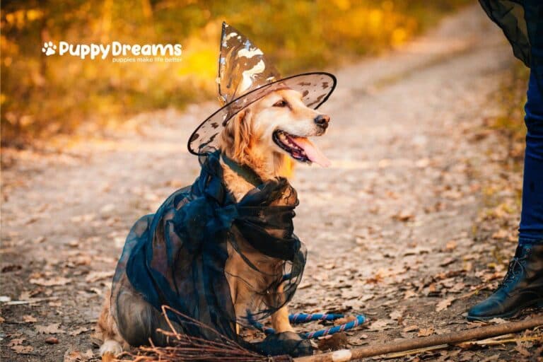 Large Dog Halloween Outfits: What are the Top Picks?
