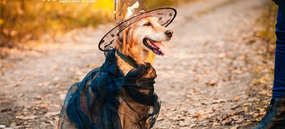 Large Dog Halloween Outfits: What are the Top Picks?