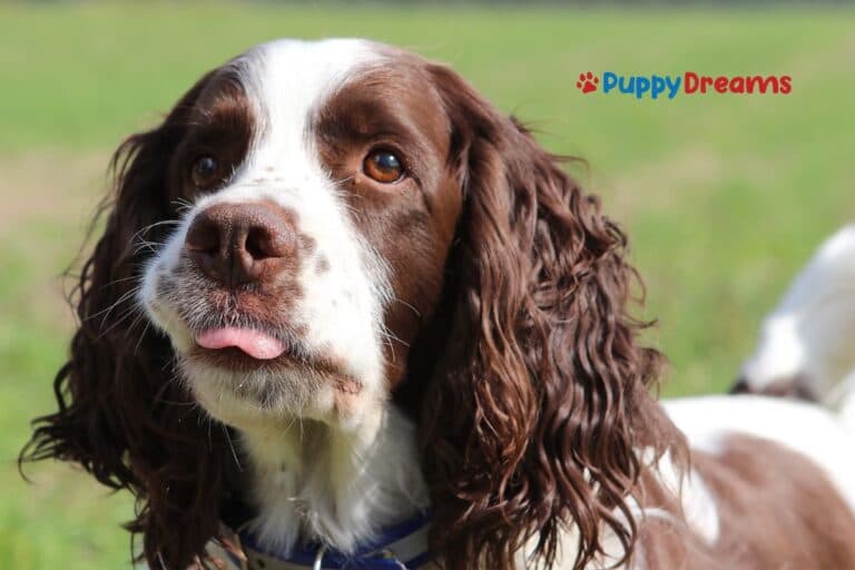 Hypoallergenic Puppy Breeds: Are They Really Allergy-Free?