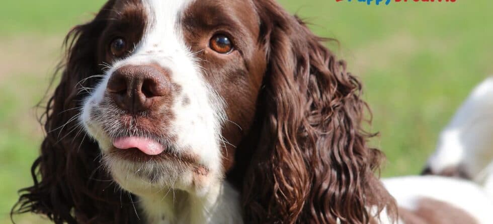 Hypoallergenic Puppy Breeds: Are They Really Allergy-Free?