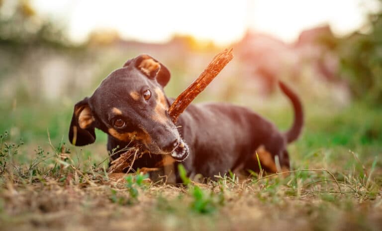 Do Dachshunds Have A Strong Bite?