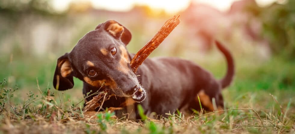 Do Dachshunds Have A Strong Bite?