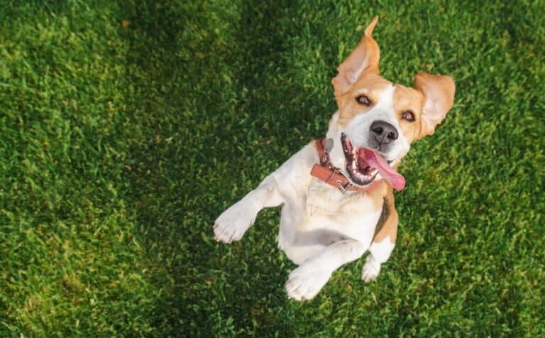 Are Beagles Easy To Train?