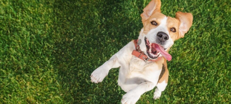 Are Beagles Easy To Train?