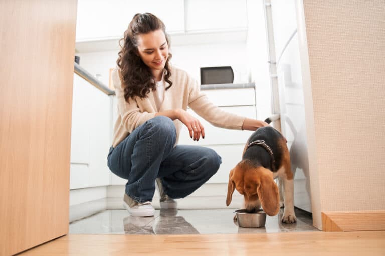 Are Beagles Hungry All The Time?