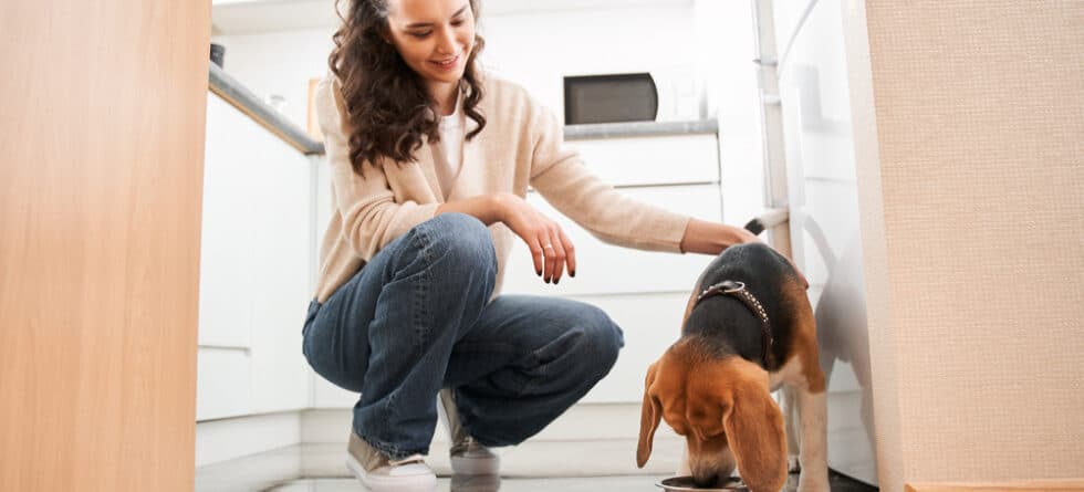 Are Beagles Hungry All The Time?