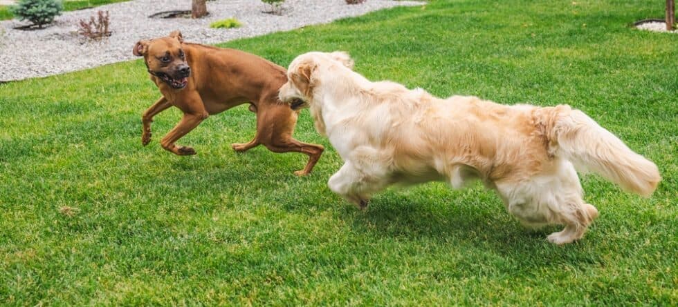 Are Boxer Dogs Aggressive?