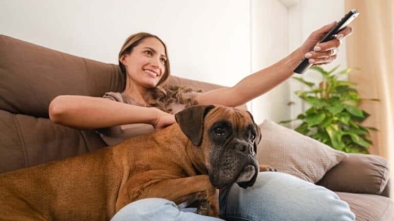 Are Boxer Dogs Clingy?