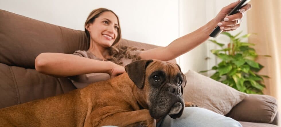 Are Boxer Dogs Clingy?
