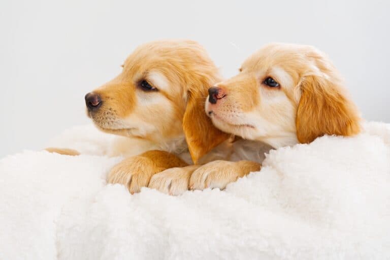Are Boy Or Girl Golden Retrievers Better?